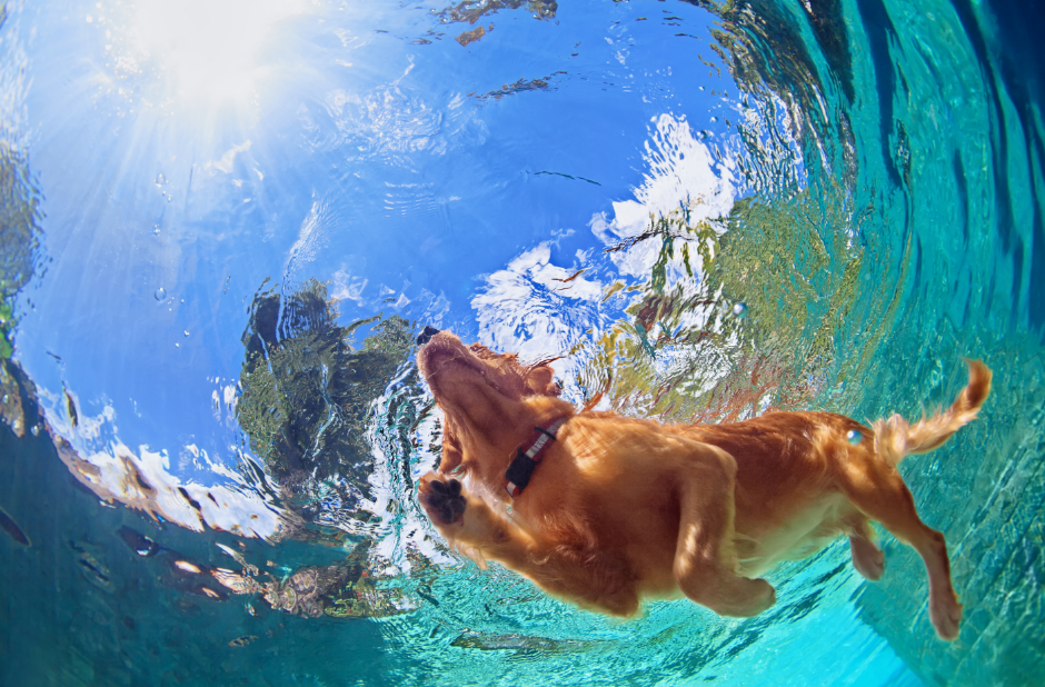 Can Dogs Swim in Swimming Pools?